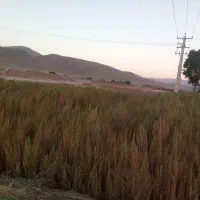 جارو