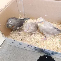 جوجه عروس هلندی