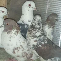 تعدادی کفتر اینا عکس چند تا شون هست معاوضه هم دارم