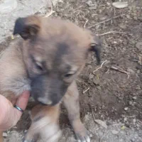 توله مالینویز نر|سگ|طرقبه, |دیوار