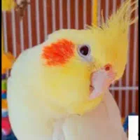 عروس هلندی پیدا شده