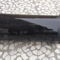 تعدادی لوازم جانبی و تزئینی اسپرت