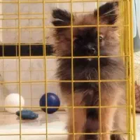 واگذاری یگ پامر|سگ|سراوان, |دیوار