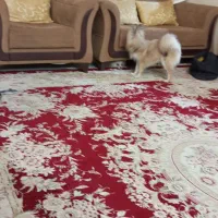 سوبت  تک خواب   اتاق کامل  منزل دربست|اجارهٔ کوتاه‌مدت آپارتمان و سوئیت|مشهد, کوشش|دیوار