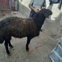 قوچ|حیوانات مزرعه|خاوه, |دیوار