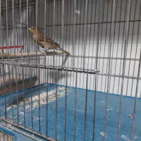 قناری|پرنده|شیراز, پودنک|دیوار