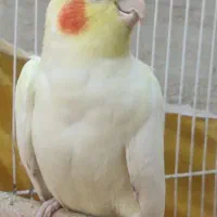 عروس هلندی نر چشم قرمز|پرنده|کارون, |دیوار