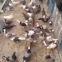 جوجه کبوتر عالی پرشی|پرنده|تهران, بهارستان|دیوار