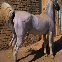 فروش چهار راس اسب مادیان فوق العاده سرو دمگیر جنس|اسب و تجهیزات اسب‌سواری|تهران, آذری|دیوار