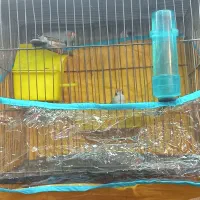 فنج جفتی به شرط