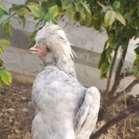 مرغ لهستان|حیوانات مزرعه|اردکان, |دیوار