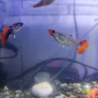 گوپی آنجل پلاتی کالر فایتر بچه ماهی حلزون غذاماهی