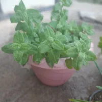 گلهای طبیعی