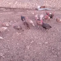 بوقلمون|حیوانات مزرعه|باشت, |دیوار