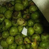 گردو با پوست