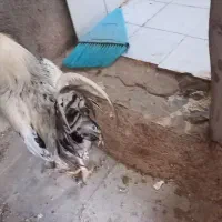 خروس محلی زیبا و سنگین کوهچنار|حیوانات مزرعه|کوه چنار, |دیوار