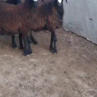 بره قوچ شال