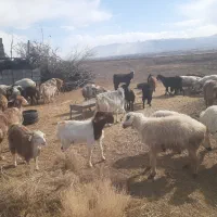 گوسفند نرینه و ماده