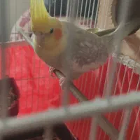 عروس هلندی|پرنده|بندر کنگان, |دیوار