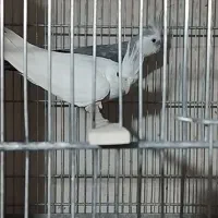 یک جفت عروس هلندی آلبینو و وایت فیس|پرنده|قم, ناصردیوان|دیوار