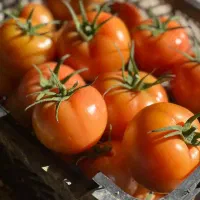 گوجه فرنگی تناژ|عمده‌فروشی|تهران, خانی‌آباد|دیوار