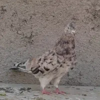 کبوتر رنگی|پرنده|محمدشهر, جعفرآباد|دیوار