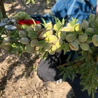 فروش انواع نهال با ۴۰۰نوع تنوع نژاد