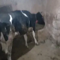 گاو هلشتاین ابستن