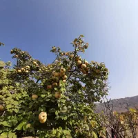 زمین کشاورزی.چاه آب سربیشه|فروش دفتر صنعتی، کشاورزی، تجاری|سربیشه, |دیوار