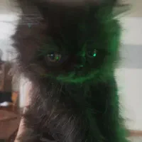 پرشین|گربه|بندرعباس, |دیوار