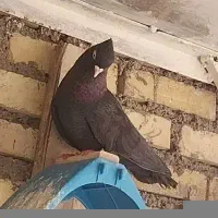 ۴تا نر