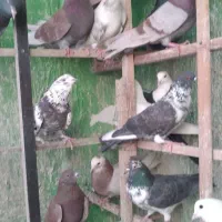 کفتریجایی|پرنده|تهران, مسعودیه|دیوار