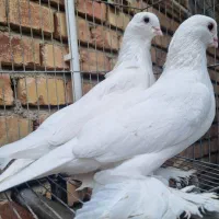 چفت لوتی قیسا دیمدیح