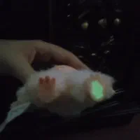 لبوبو اورجینال|کلکسیون و سرگرمی|قروه, |دیوار