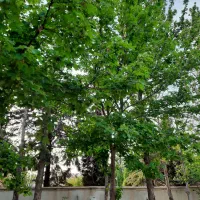 باغشهر دادگستری قدیم