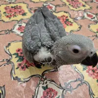 جوجه کاسکو سرلاکی|پرنده|تهران, آسمان|دیوار