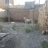 سگ ماده|سگ|نیشابور, ده حلاج|دیوار