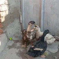 مرغ وخروس محلی اصیل|حیوانات مزرعه|جلین, |دیوار