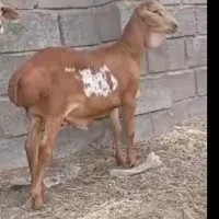 برقوچ برشن