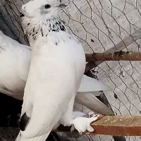 کبوتر پرشی