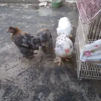 جوجه ۴ماهه کوشین|حیوانات مزرعه|لاهیجان, بوجایه|دیوار