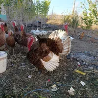 بوقلمون طبیعی سالم و سرحال