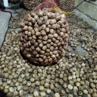گردو لرستان  الشتر|خوردنی و آشامیدنی|قم, سالاریه|دیوار