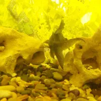 ماهی کت فیش|ماهی|ری, علایین|دیوار