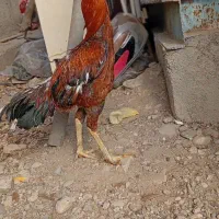 قفس لاری|لوازم جانبی حیوانات|کرج, پیشاهنگی|دیوار