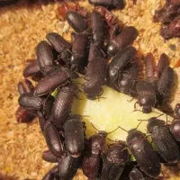 میلورم زنده و سوسک