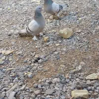 جفت نرو ماده سوسنی