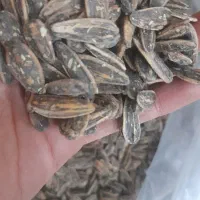 تخمه دور سفید درجه یک همه طعم