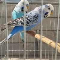 مرغ عشق انگلیسی|پرنده|تهران, باغ خزانه|دیوار