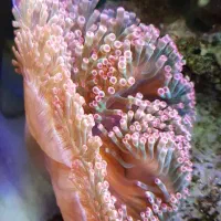 آکواریوم آب شور ماهیران